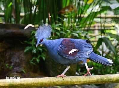 赤荔鳳冠魚的生活習(xí)性（赤荔鳳冠魚是一種生活習(xí)性特殊的魚類，赤荔鳳冠魚的繁殖技巧） 觀賞魚市場（混養(yǎng)魚） 第1張