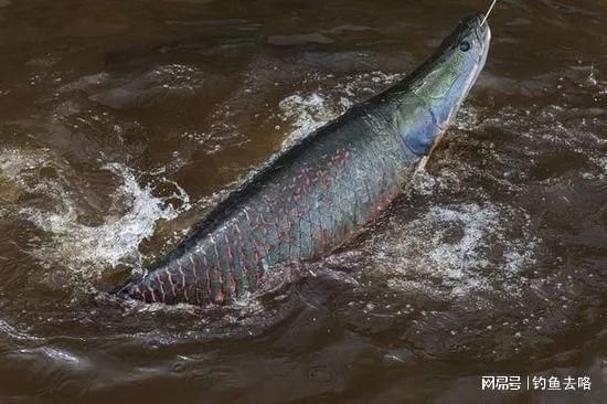 巨骨舌魚幼魚飼料品牌推薦（巨骨舌魚幼魚飼料品牌） 觀賞魚市場（混養(yǎng)魚） 第4張