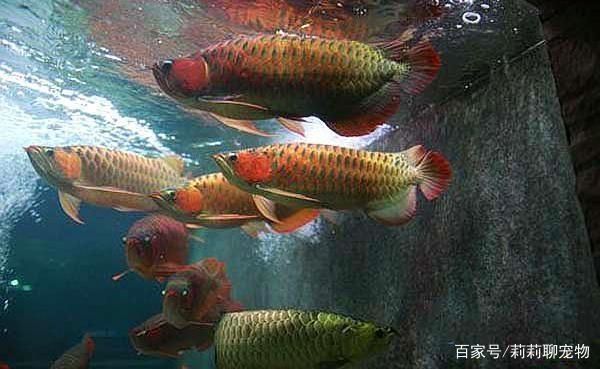 金龍魚與紅龍魚能交配嗎（金龍魚和紅龍魚可以交配嗎） 龍魚百科 第5張