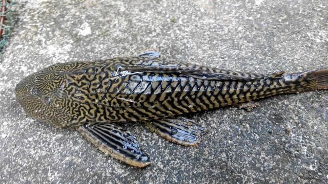 清道夫被龍魚(yú)吃了（清道夫被龍魚(yú)誤吞的具體情況、可能的原因以及預(yù)防措施） 龍魚(yú)百科 第2張