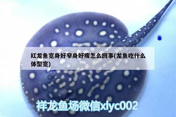 奧里諾科河鱷人工繁殖技術(shù)（奧里諾科河鱷人工繁殖技術(shù)的成功） 觀賞魚市場(chǎng)（混養(yǎng)魚） 第4張