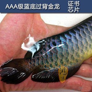 藍(lán)底金龍魚多少錢一條?。ㄋ{(lán)底金龍魚價(jià)格因品種、大小、顏色鮮艷度以及是否有特殊圖案等因素而異） 龍魚百科 第1張