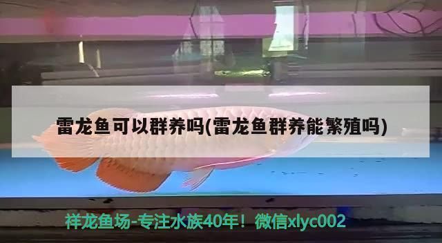 月光鴨嘴魚繁殖的最佳水溫（月光鴨嘴魚繁殖期水質管理，提高月光鴨嘴魚繁殖成功率方法） 觀賞魚市場（混養(yǎng)魚） 第4張