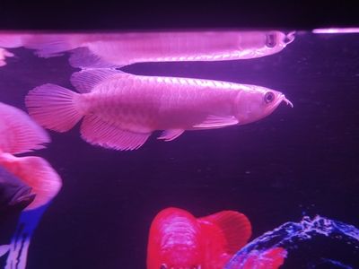 祥龍水族聯(lián)盟最新動態(tài)（祥龍水族聯(lián)盟參加cips盛況） 觀賞魚市場（混養(yǎng)魚） 第4張