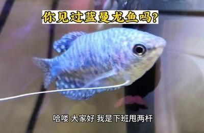 龍魚吃清潔工怎么回事（龍魚與清潔工魚共存策略，） 龍魚百科 第4張