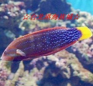 迷你小龍魚能帶回家嗎（迷你小龍魚可以帶回家養(yǎng)殖嗎，） 龍魚百科