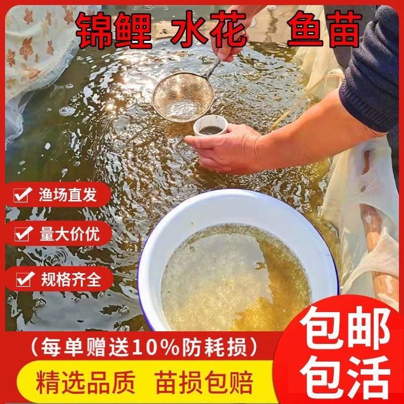 丹頂錦鯉飼料自制方法（丹頂錦鯉飼料自制方法丹頂錦鯉飼料保存技巧） 觀賞魚市場（混養(yǎng)魚） 第1張