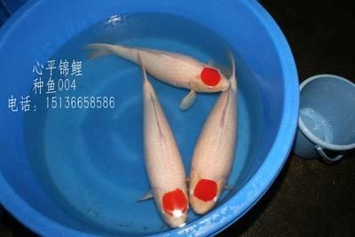 丹頂錦鯉飼料自制方法（丹頂錦鯉飼料自制方法丹頂錦鯉飼料保存技巧） 觀賞魚市場（混養(yǎng)魚） 第3張