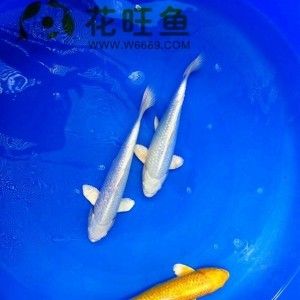 丹頂錦鯉飼料自制方法（丹頂錦鯉飼料自制方法丹頂錦鯉飼料保存技巧） 觀賞魚市場（混養(yǎng)魚） 第4張