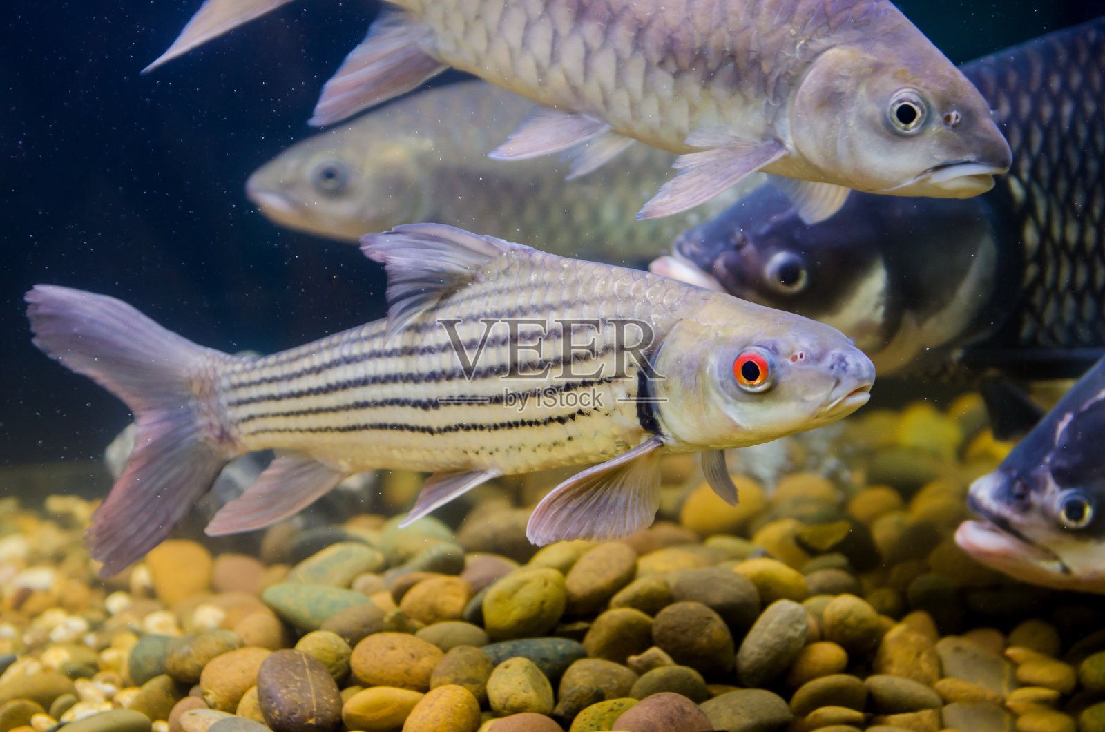 暹羅巨鯉繁殖期飼料選擇（暹羅巨鯉繁殖期的飼料選擇） 觀賞魚市場（混養(yǎng)魚） 第1張