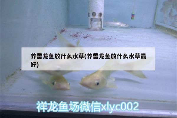 雷龍魚適宜的水草種類（雷龍魚適宜的水草種類以及其他養(yǎng)殖注意事項） 觀賞魚市場（混養(yǎng)魚） 第2張