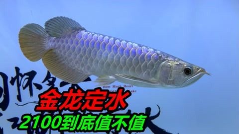 恐龍魚與金龍混養(yǎng)（恐龍魚與金龍混養(yǎng)可行嗎？） 龍魚百科 第3張