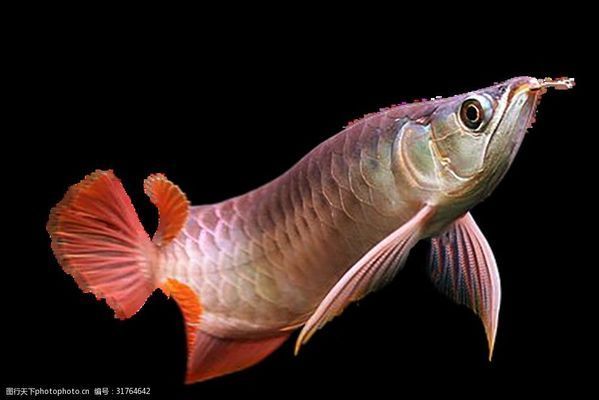 女王大帆魚夜行習性探究（女王大帆魚夜行覓食技巧） 觀賞魚市場（混養(yǎng)魚） 第4張