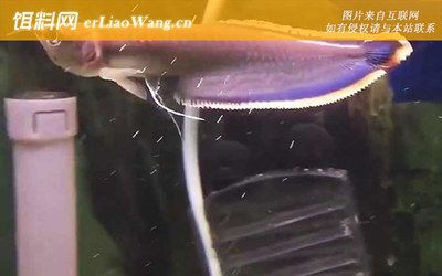 如何挑選健康的銀龍魚幼魚（銀龍魚幼魚飼料選擇指南） 觀賞魚市場(chǎng)（混養(yǎng)魚） 第4張