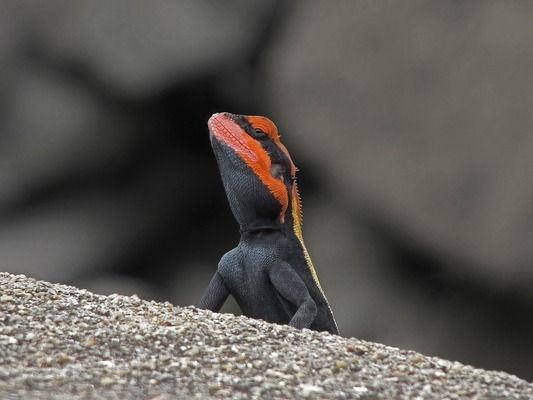 福滿鉆魚性別鑒定新技術(shù)（關(guān)于福滿鉆魚性別鑒定的新技術(shù)目前并沒有直接相關(guān)的信息） 觀賞魚市場（混養(yǎng)魚） 第3張