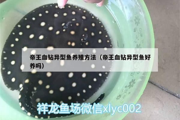 帝王血鉆繁殖期水質(zhì)管理要點（帝王血鉆繁殖期水溫調(diào)控技巧） 觀賞魚市場（混養(yǎng)魚） 第1張