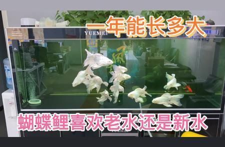 蝴蝶鯉魚(yú)苗生長(zhǎng)速度影響因素（影響蝴蝶鯉魚(yú)苗生長(zhǎng)速度的因素有哪些？） 觀賞魚(yú)市場(chǎng)（混養(yǎng)魚(yú)） 第1張