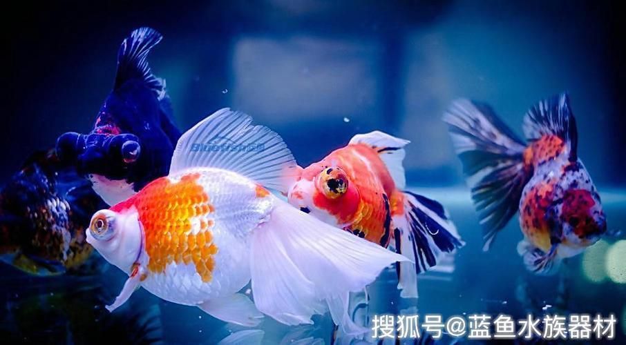 黃金貓魚爛鰓病的預(yù)防措施（如何預(yù)防黃金貓魚爛鰓?。?觀賞魚市場(chǎng)（混養(yǎng)魚） 第2張