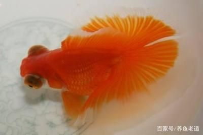 如何選擇適合蝴蝶鯉的魚(yú)缸（蝴蝶鯉魚(yú)缸養(yǎng)殖密度標(biāo)準(zhǔn)） 觀賞魚(yú)市場(chǎng)（混養(yǎng)魚(yú)） 第2張