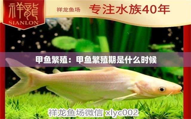 如何防止銀板魚(yú)繁殖期傷害（銀板魚(yú)在繁殖期間可能會(huì)出現(xiàn)公魚(yú)攻擊母魚(yú)攻擊母魚(yú)的行為） 觀賞魚(yú)市場(chǎng)（混養(yǎng)魚(yú)） 第5張