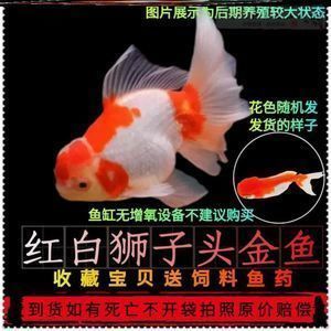 月光鴨嘴魚苗適應水環(huán)境變化（月光鴨嘴魚苗對水環(huán)境的適應能力是其生存關鍵因素） 觀賞魚市場（混養(yǎng)魚） 第5張