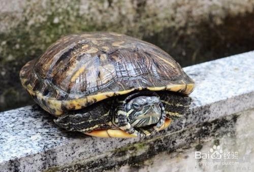 白化巴西龜?shù)亩吖芾矸椒ǎò谆臀鼾敹吖芾矸椒ㄅc其他巴西龜相似）