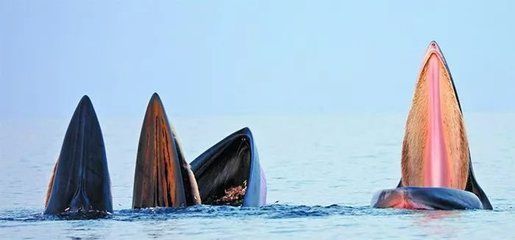 大嘴鯨魚(yú)繁殖環(huán)境要求（大嘴鯨魚(yú)繁殖后水質(zhì)調(diào)控技巧,大嘴鯨魚(yú)繁殖行為觀察要點(diǎn)） 觀賞魚(yú)市場(chǎng)（混養(yǎng)魚(yú)） 第4張