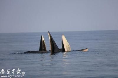 大嘴鯨魚(yú)繁殖環(huán)境要求（大嘴鯨魚(yú)繁殖后水質(zhì)調(diào)控技巧,大嘴鯨魚(yú)繁殖行為觀察要點(diǎn)） 觀賞魚(yú)市場(chǎng)（混養(yǎng)魚(yú)） 第5張