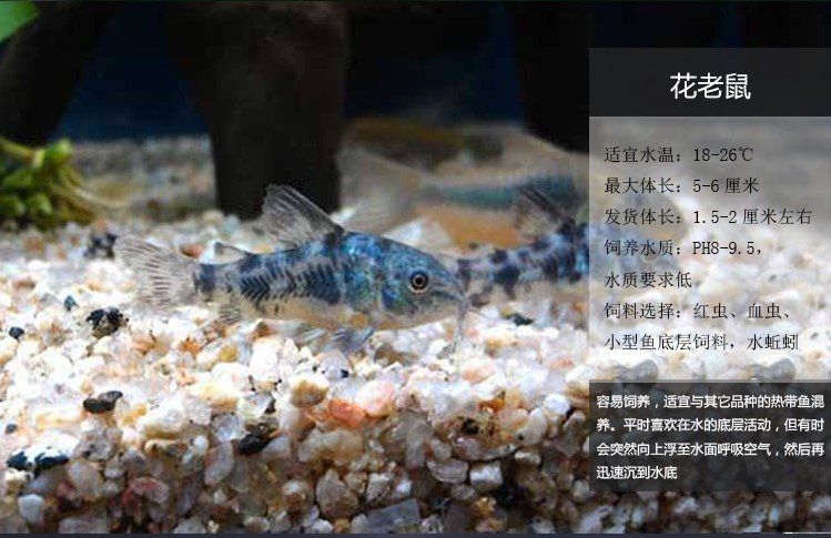 三間鼠魚苗飼料選擇指南（三間鼠魚苗專用飼料選擇） 觀賞魚市場（混養(yǎng)魚） 第4張