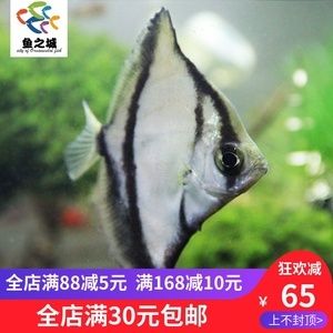 黃鰭鯧魚飼料營養(yǎng)成分對比（黃鰭鯧魚飼料保存技巧黃鰭鯧魚飼料保存技巧）