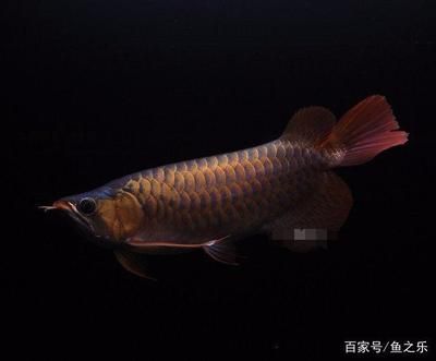 最漂亮金龍魚圖片高清圖（金龍魚在清澈的水族箱中自由游動(dòng)的情景，閃亮鱗片的細(xì)節(jié)） 水族問答 第5張