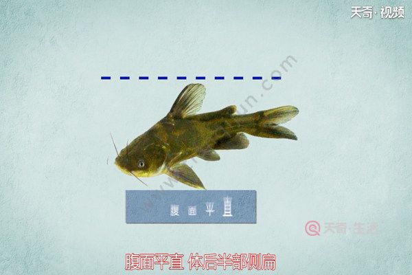 黃鰭鯧魚(yú)（黃鰭鯧魚(yú)是一種適合在特定環(huán)境下飼養(yǎng)的觀賞魚(yú)）