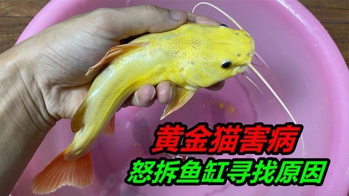 如何判斷黃金貓魚是否患?。ㄈ绾闻袛帱S金貓魚是否患病黃金貓魚是否患病） 觀賞魚市場（混養(yǎng)魚） 第3張