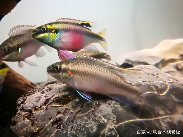 鳳凰魚繁殖期水質(zhì)管理技巧（鳳凰魚繁殖期水溫控制方法） 觀賞魚市場（混養(yǎng)魚） 第1張