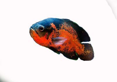 飛鳳魚(yú)混養(yǎng)水族箱布局（飛鳳魚(yú)混養(yǎng)水族箱布局是養(yǎng)殖飛鳳魚(yú)時(shí)的一種有效方法） 觀賞魚(yú)市場(chǎng)（混養(yǎng)魚(yú)） 第5張