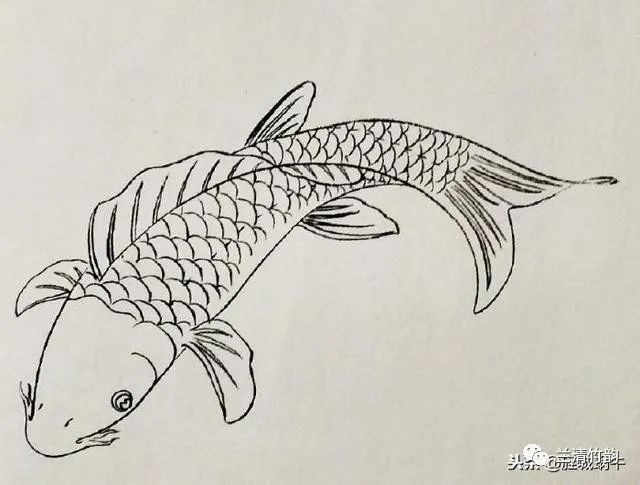 金龍魚(yú)簡(jiǎn)筆畫怎么畫的（金龍魚(yú)的簡(jiǎn)筆畫繪制步驟） 龍魚(yú)百科 第5張