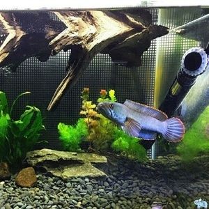 巴卡雷龍魚繁殖期飼料搭配（巴卡雷龍魚繁殖期如何控制水質(zhì)） 觀賞魚市場（混養(yǎng)魚） 第5張