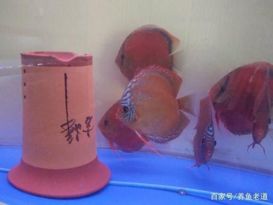 七彩神仙魚最佳飼養(yǎng)環(huán)境（七彩神仙魚最佳飼養(yǎng)環(huán)境介紹）