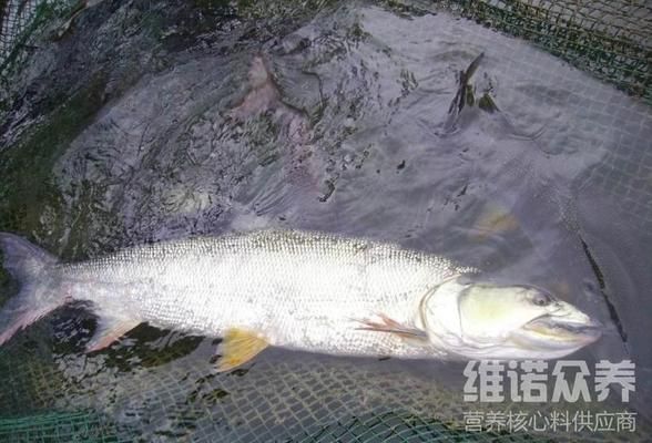 大日玉鯖魚(yú)飼料選擇指南（大日玉鯖魚(yú)飼料品牌推薦） 觀賞魚(yú)市場(chǎng)（混養(yǎng)魚(yú)） 第3張