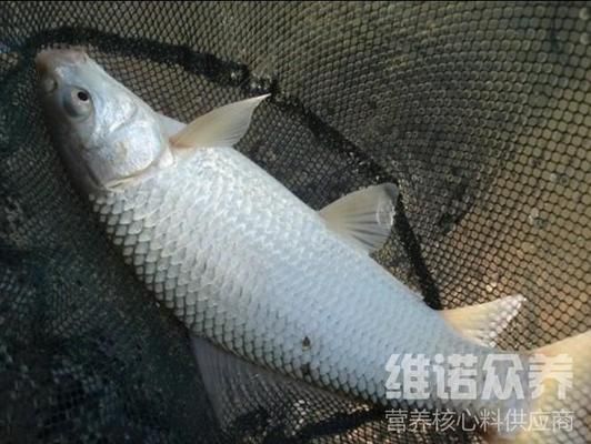 大日玉鯖魚(yú)飼料選擇指南（大日玉鯖魚(yú)飼料品牌推薦） 觀賞魚(yú)市場(chǎng)（混養(yǎng)魚(yú)） 第5張