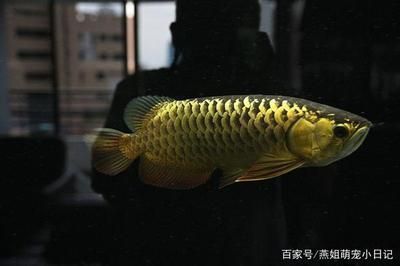 龍魚金龍魚一般多少錢 龍魚百科 第4張