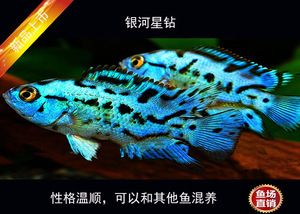 銀河星鉆魚市場(chǎng)價(jià)格趨勢(shì)（銀河星鉆魚價(jià)格對(duì)比2.5-3cm大小的銀河星鉆魚） 觀賞魚市場(chǎng)（混養(yǎng)魚） 第1張