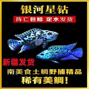 銀河星鉆魚市場(chǎng)價(jià)格趨勢(shì)（銀河星鉆魚價(jià)格對(duì)比2.5-3cm大小的銀河星鉆魚） 觀賞魚市場(chǎng)（混養(yǎng)魚） 第2張