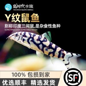 三間鼠魚(yú)苗水質(zhì)管理技巧（三間鼠魚(yú)苗水質(zhì)管理） 觀賞魚(yú)市場(chǎng)（混養(yǎng)魚(yú)） 第1張