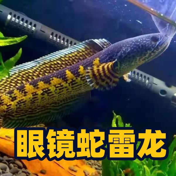 雷龍魚苗好養(yǎng)活嗎（雷龍魚苗最佳飼養(yǎng)密度，如何檢測雷龍魚水質） 龍魚百科 第5張