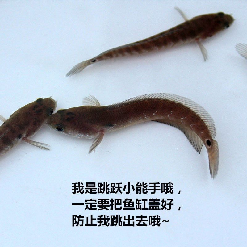 雷龍魚會吃金魚嗎（雷龍魚會吃金魚嗎，）