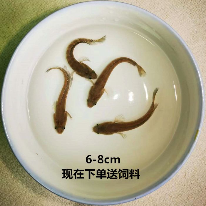 雷龍魚會吃金魚嗎（雷龍魚會吃金魚嗎，） 龍魚百科 第4張