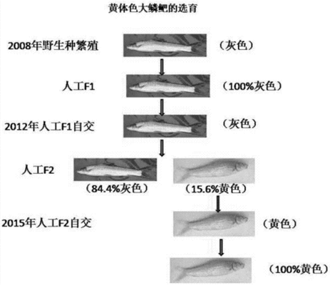 飛鳳魚體色調(diào)節(jié)機(jī)制研究（飛鳳魚體色調(diào)節(jié)機(jī)制的研究） 觀賞魚市場（混養(yǎng)魚） 第3張