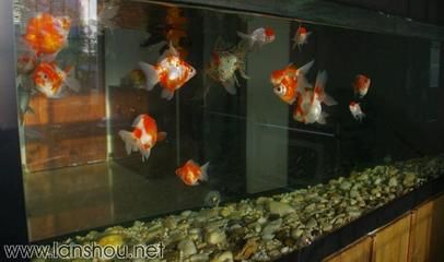 龍魚和金魚哪個好養(yǎng)一點呢（龍魚和金魚的飼養(yǎng)要求和難度有所不同，龍魚和金魚的日常飲食差異）