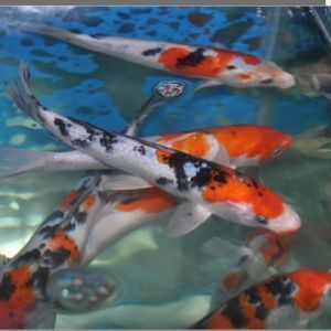 紅尾皇冠魚(yú)繁殖攻擊案例 觀賞魚(yú)市場(chǎng)（混養(yǎng)魚(yú)） 第1張